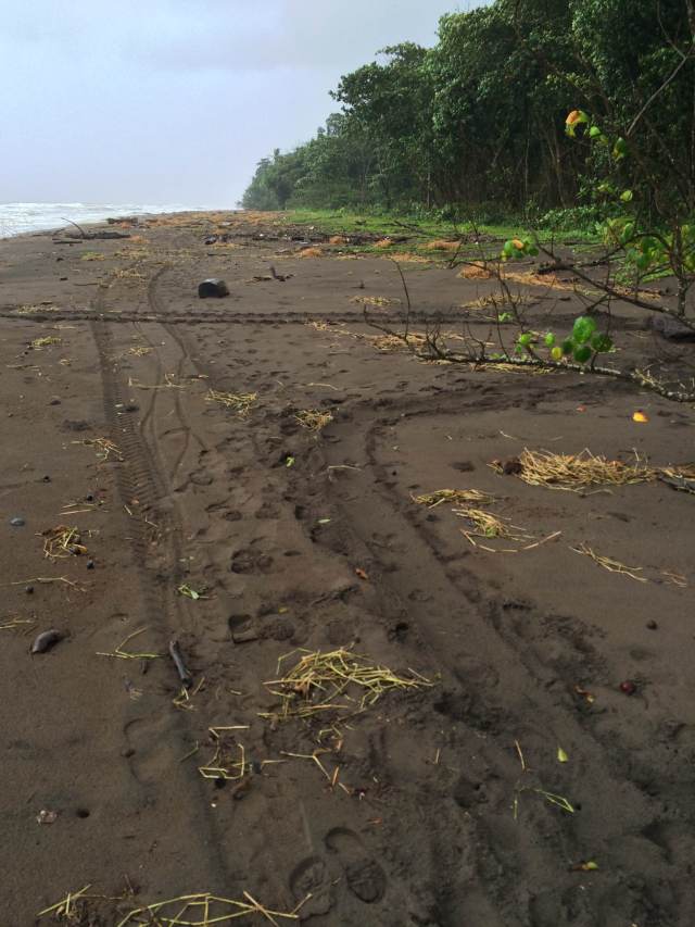 The horizontal line at the top of the photo is where she came out of the water. On the right (outside of the frame) she was flipped on her shell, and then the line coming in to the foreground is where she was dragged on the poachers' way to the vegetation.