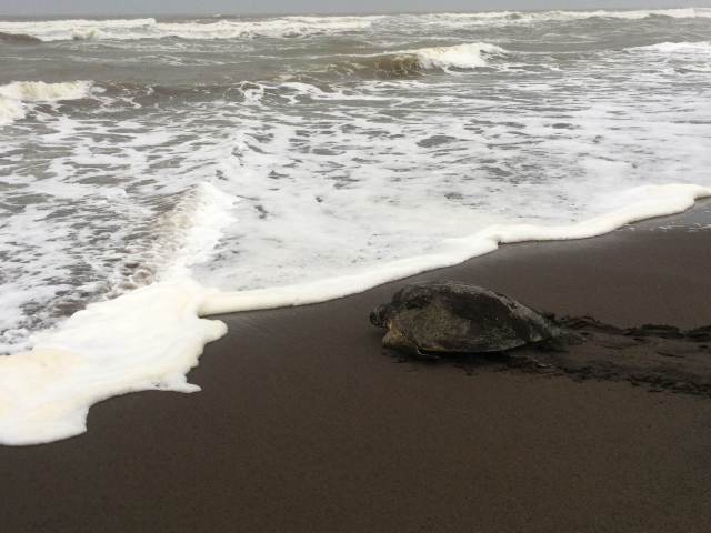 The turtle returning to sea.