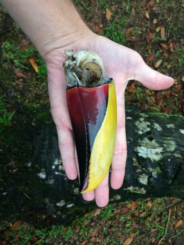 Chestnut-mandibled Toucan skull. The colorful bill is serrated. I didn't know they ate other birds!