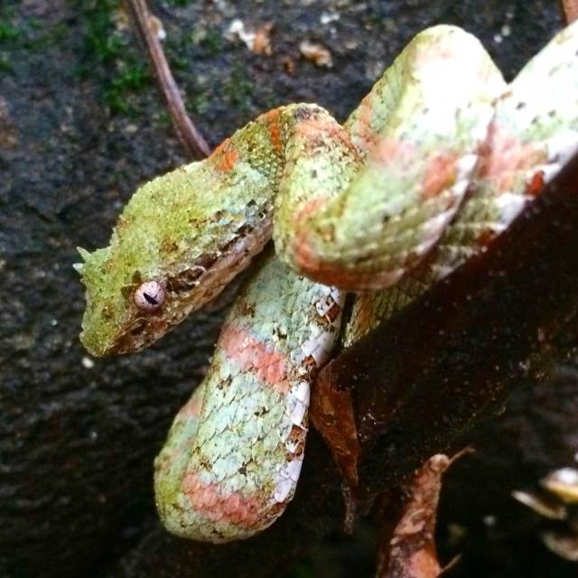 An Eyelash pit viper. The green and pink colors are incredible.